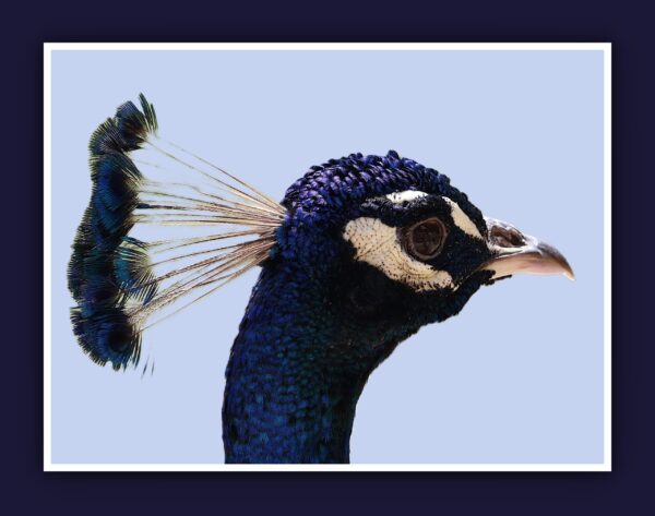 Peacock Portrait Photo Print