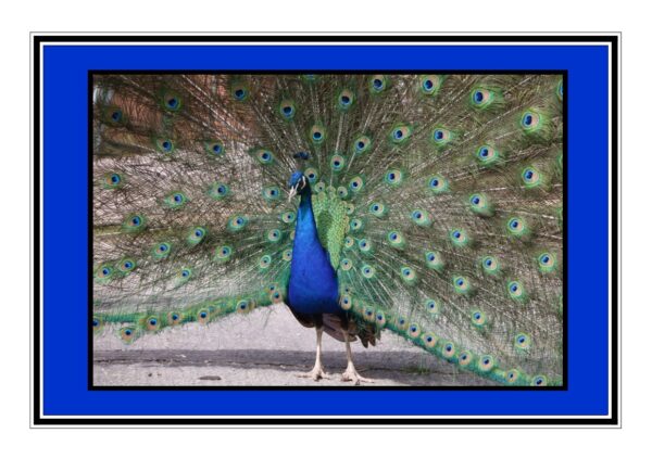 Peacock Photo Greetings Card