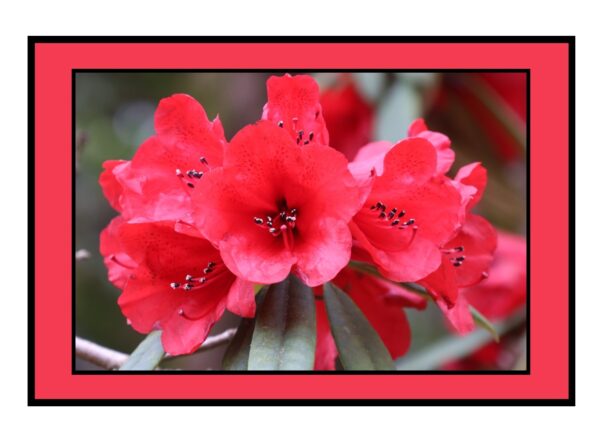 Pink Rhododendron Photo Greetings Card