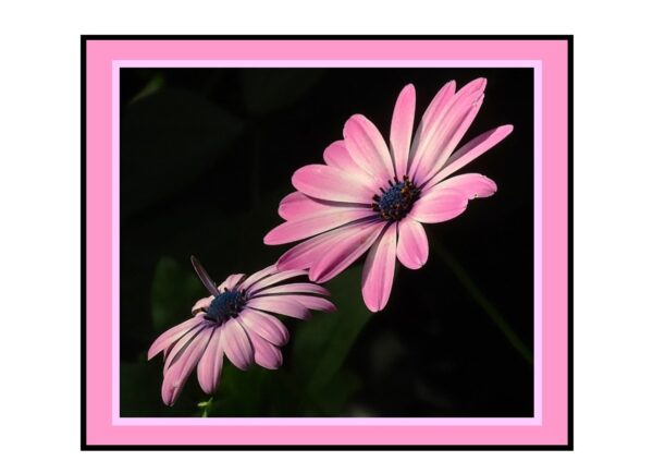 Purple/Pink Daisies Photo Greetings Card