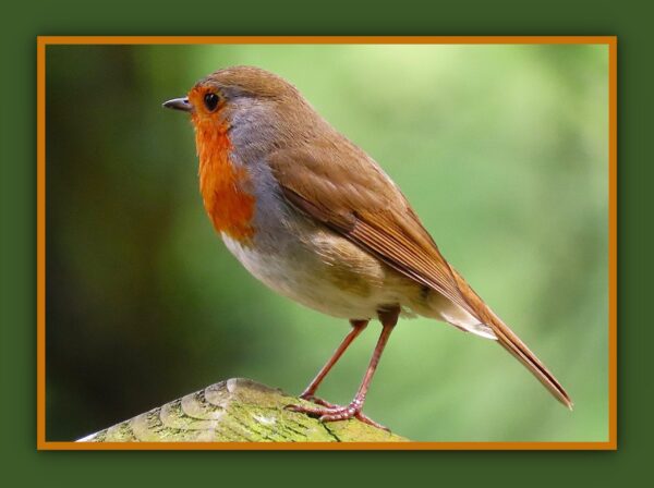 Robin On A Post Photo Print