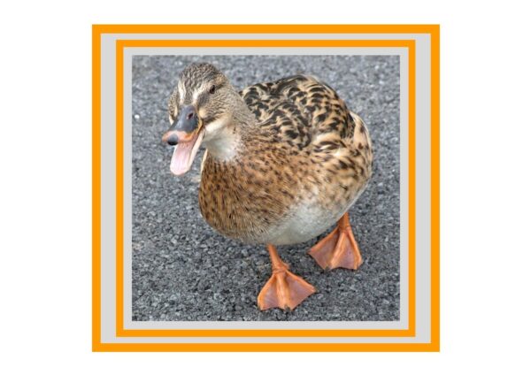 Rouen Duck Photo Greetings Card