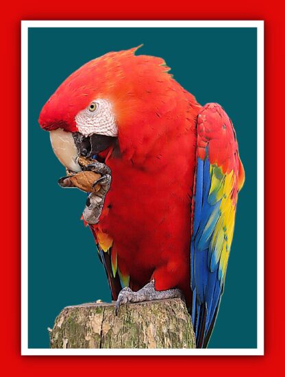 Scarlet Macaw Parrot Photo Print - Image 3