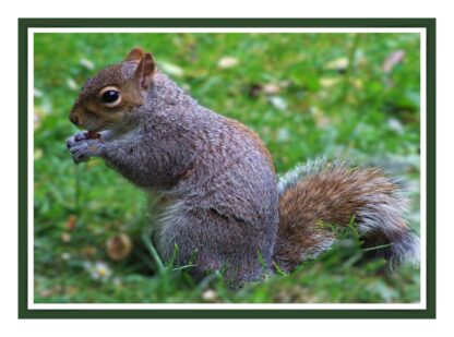 Squirrel Photo Print - Image 3