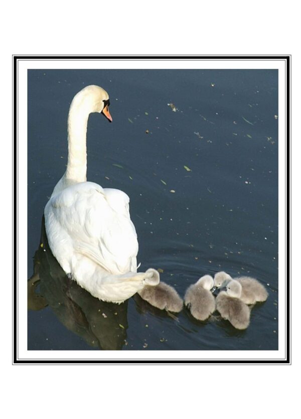 Swan and Cygnets Photo Greetings Card