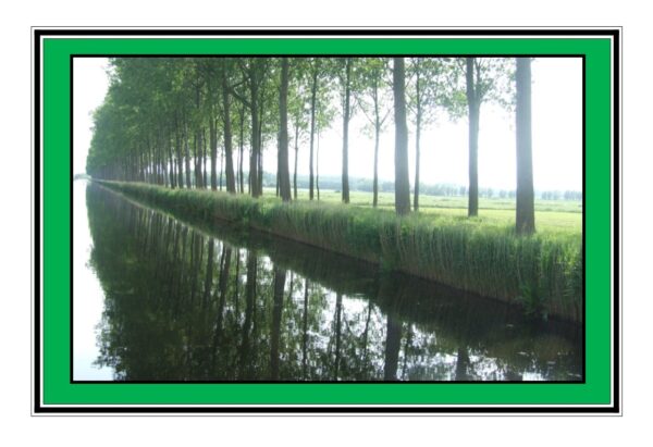 Tree Reflections, Brugges, Belgium Photo Greetings Card