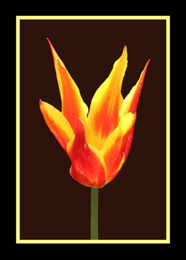 Water Lily Tulip Photo Print