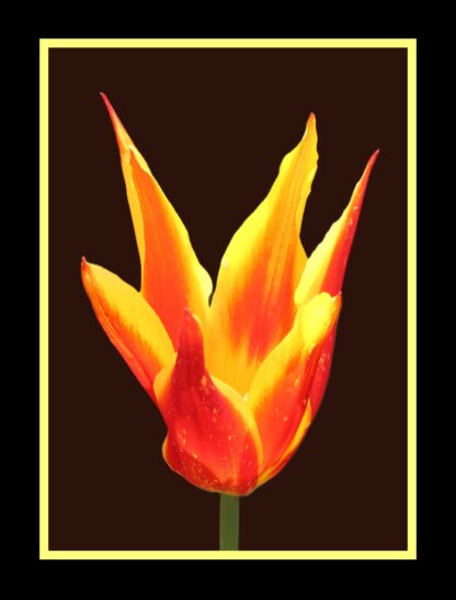 Water Lily Tulip Photo Print - Image 4