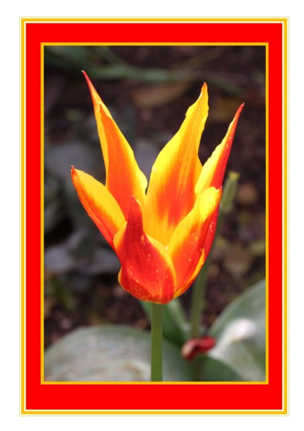 Water Lily Tulip Photo Greetings Card