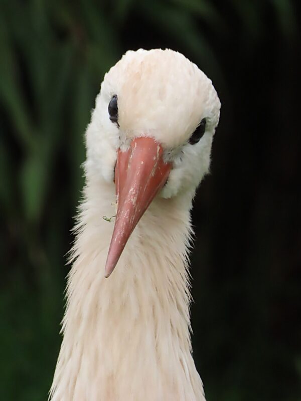 White Stork Portrait Photo Greetings Card