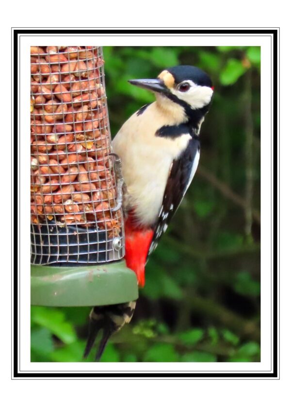 Woodpecker Photo Greedings Card