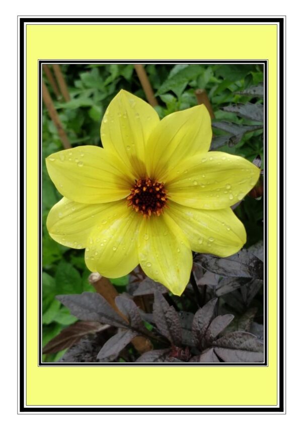 Yellow Dahlia Pinnata Photo Greetings Card