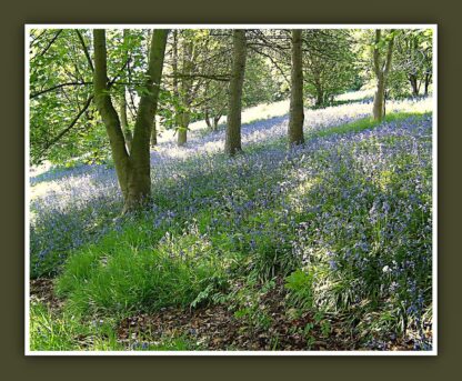 Leftwich Meadows, Northwich Photo Print - Image 4