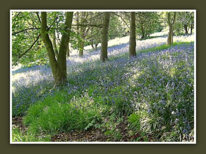 Leftwich Meadows, Northwich Photo Print - Image 3