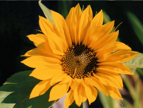 Sunflower Photo Greetings Card